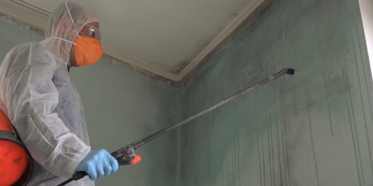How to keep your family safe from mold in your home