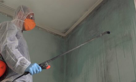 How to keep your family safe from mold in your home